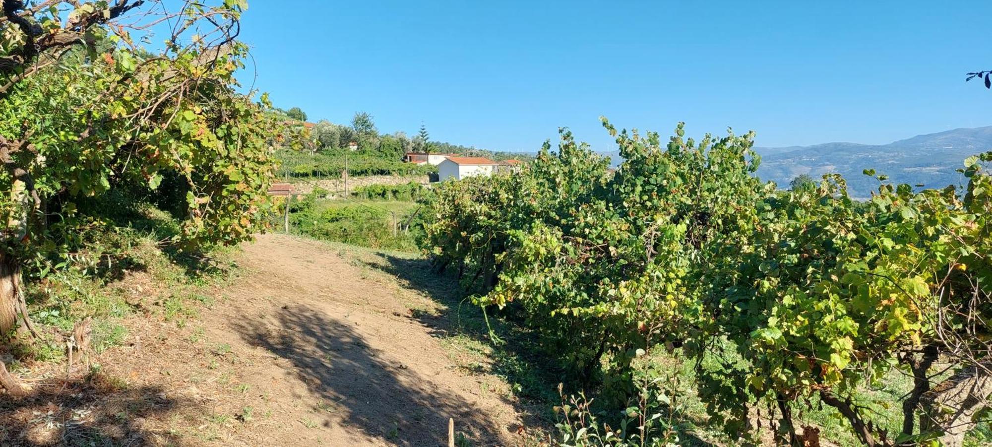 Villa Quinta Dos Castros Douro Baião Exterior foto